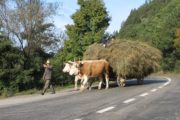 transylvania heuwagen